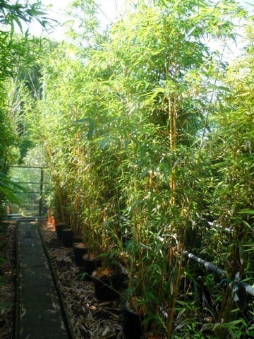  Bamboe (Phyllostachys Vivax 'Aureocaulis')