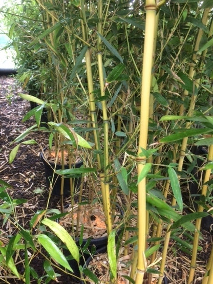  Bamboe (Phyllostachys Aureosulcata 'Spectabilis')