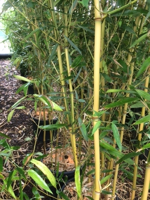  Bamboe (Phyllostachys Aureosulcata 'Spectabilis')