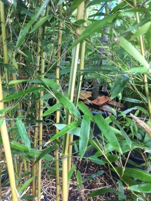  Bamboe (Phyllostachys Aureosulcata 'Spectabilis')