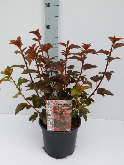  Blaasspirea (Physocarpus Opulifolius 'Lady In Red') 