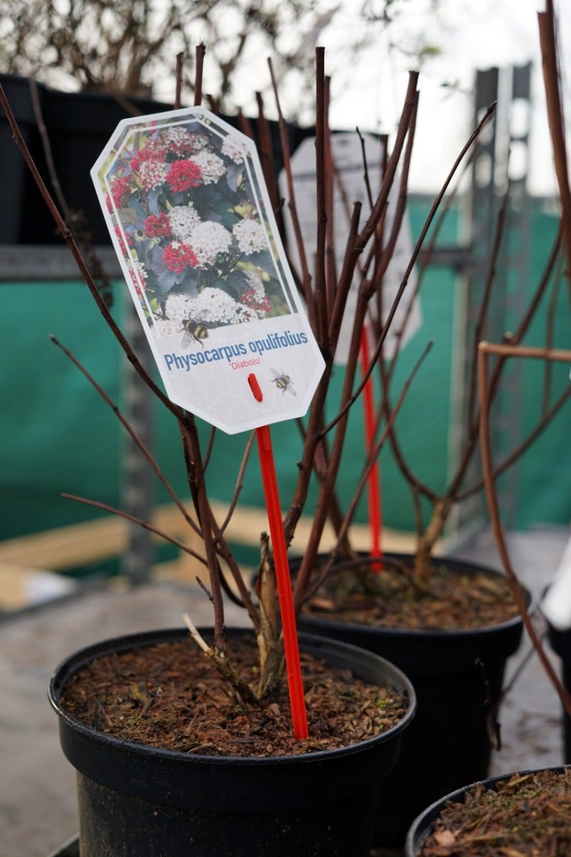  Blaasspirea (Physocarpus Opulifolius 'Diabolo')