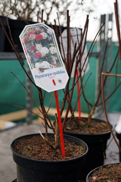  Blaasspirea (Physocarpus Opulifolius 'Diabolo')