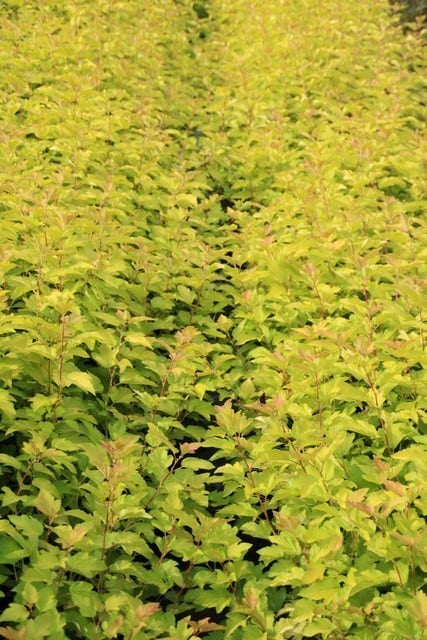  Blaasspirea (Physocarpus Opulifolius 'Dart's Gold')