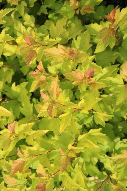  Blaasspirea (Physocarpus Opulifolius 'Dart's Gold')