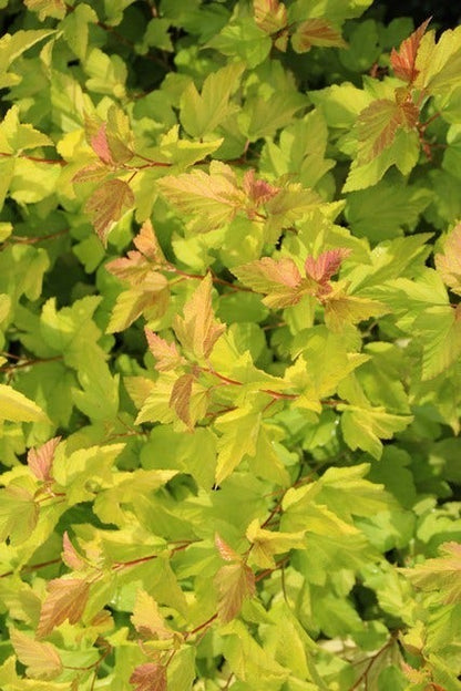  Blaasspirea (Physocarpus Opulifolius 'Dart's Gold')