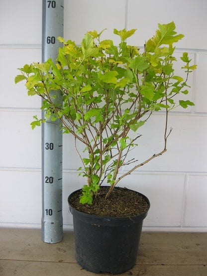  Blaasspirea (Physocarpus Opulifolius 'Dart's Gold')