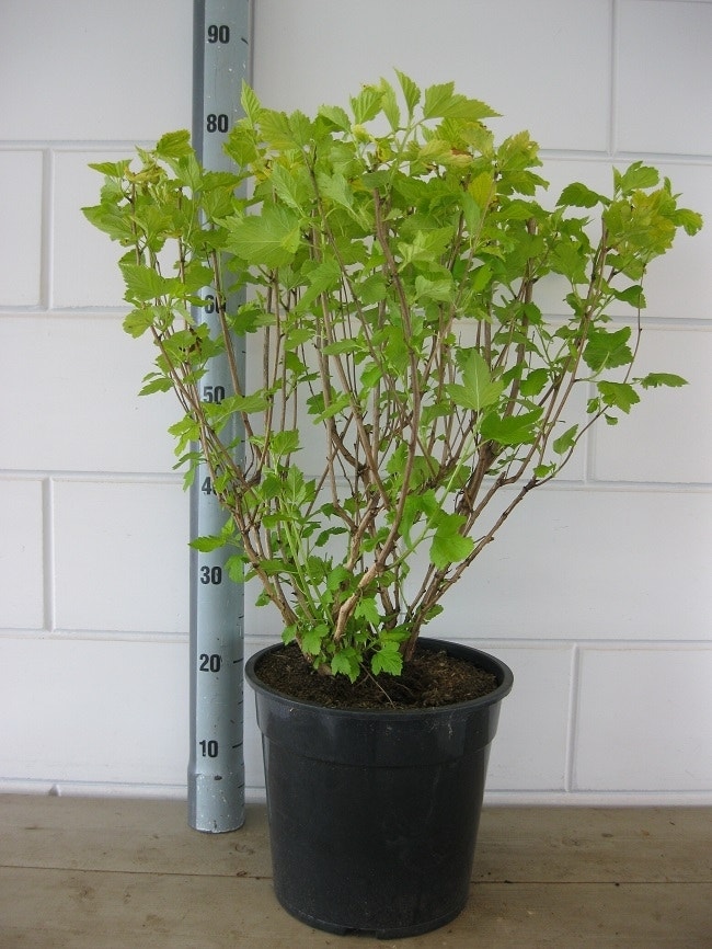  Blaasspirea (Physocarpus Opulifolius 'Dart's Gold')
