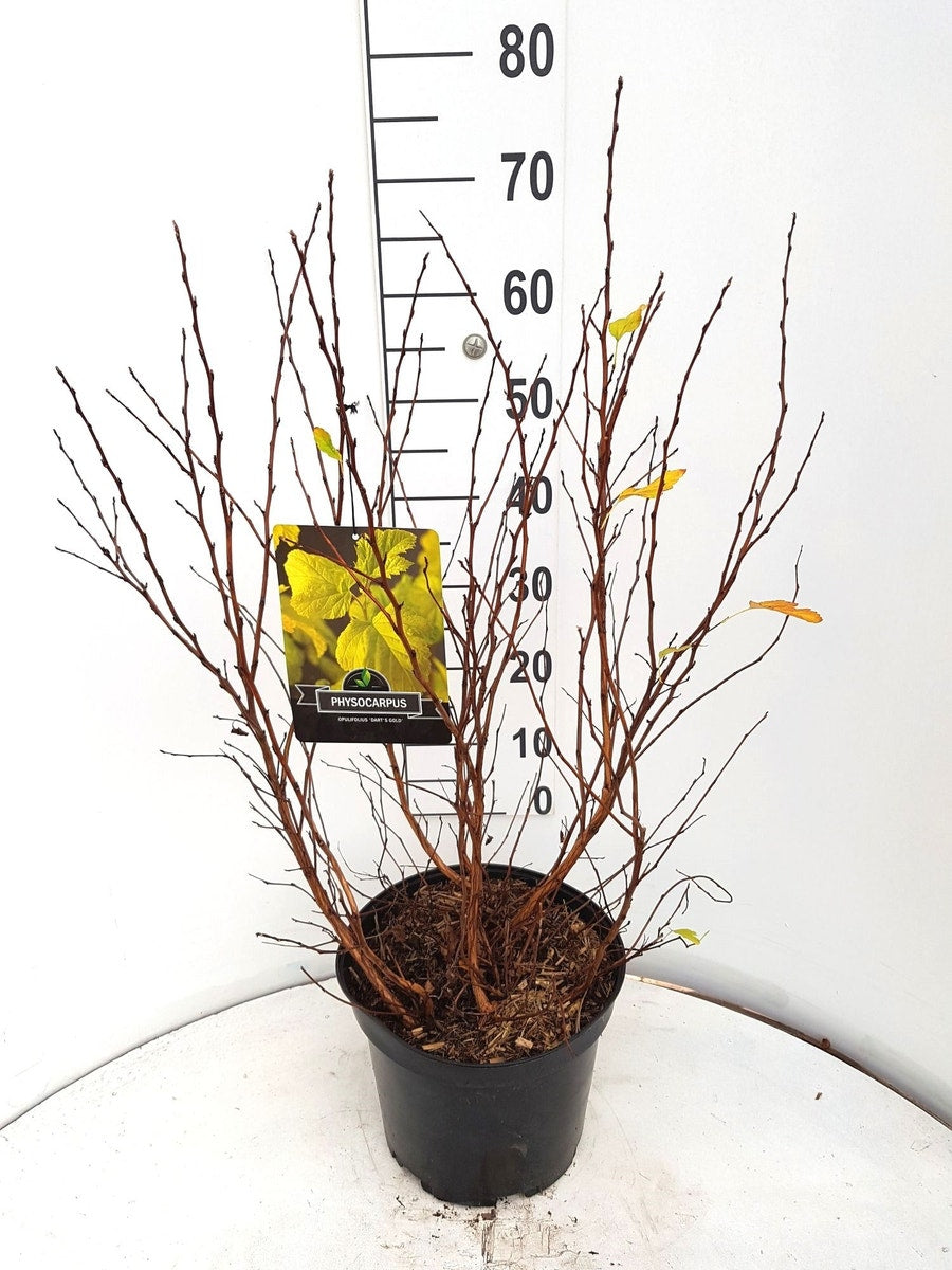  Blaasspirea (Physocarpus Opulifolius 'Dart's Gold')