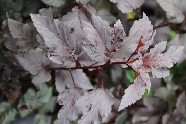 Blaasspirea (Physocarpus Opulifolius 'Diabolo')