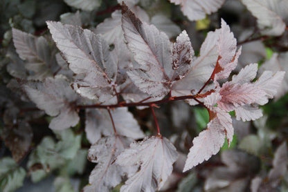 Blaasspirea (Physocarpus Opulifolius 'Diabolo')