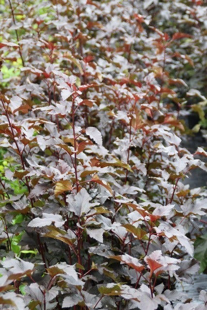  Blaasspirea (Physocarpus Opulifolius 'Diabolo')
