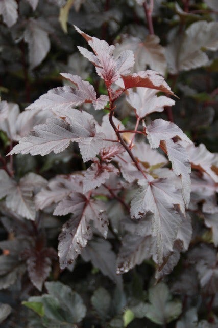  Blaasspirea (Physocarpus Opulifolius 'Diabolo')