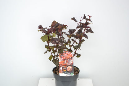  Blaasspirea (Physocarpus Opulifolius 'Lady In Red') 