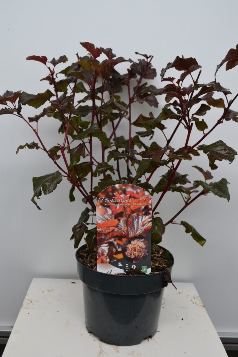  Blaasspirea (Physocarpus Opulifolius 'Lady In Red') 