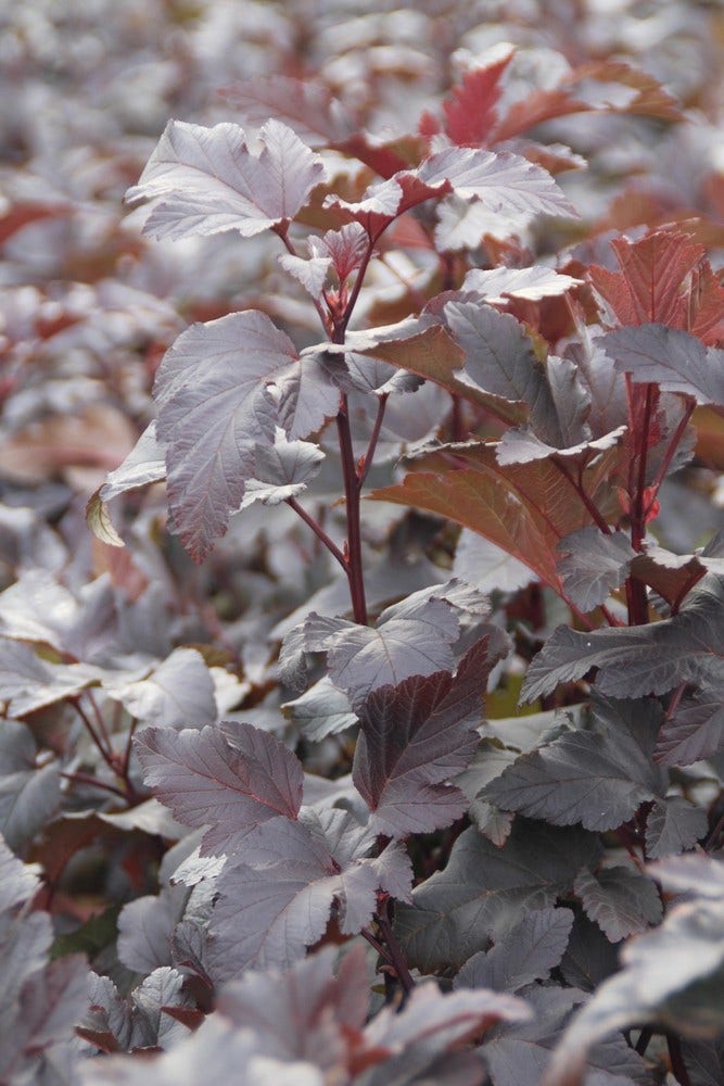  Blaasspirea (Physocarpus Opulifolius 'Diabolo')