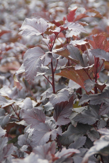  Blaasspirea (Physocarpus Opulifolius 'Diabolo')