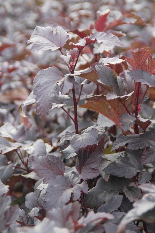  Blaasspirea (Physocarpus Opulifolius 'Diabolo')