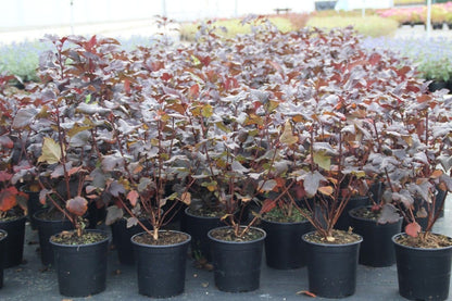  Blaasspirea (Physocarpus Opulifolius 'Diabolo')