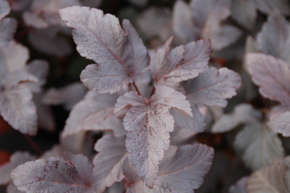  Blaasspirea (Physocarpus Opulifolius 'Diabolo')