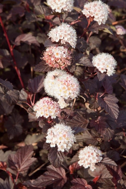  Blaasspirea (Physocarpus Opulifolius 'Lady In Red') 
