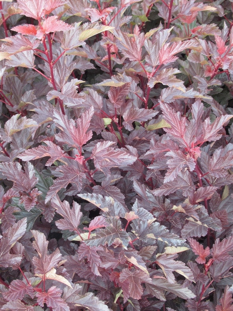  Blaasspirea (Physocarpus Opulifolius 'Lady In Red') 