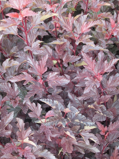  Blaasspirea (Physocarpus Opulifolius 'Lady In Red') 