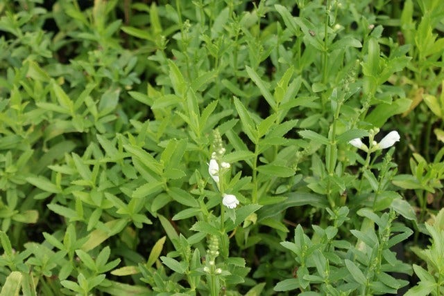  Scharnierplant (Physostegia Virginiana 'Summer Snow')