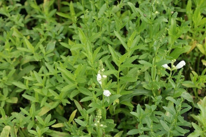  Scharnierplant (Physostegia Virginiana 'Summer Snow')