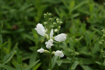  Scharnierplant (Physostegia Virginiana 'Summer Snow')