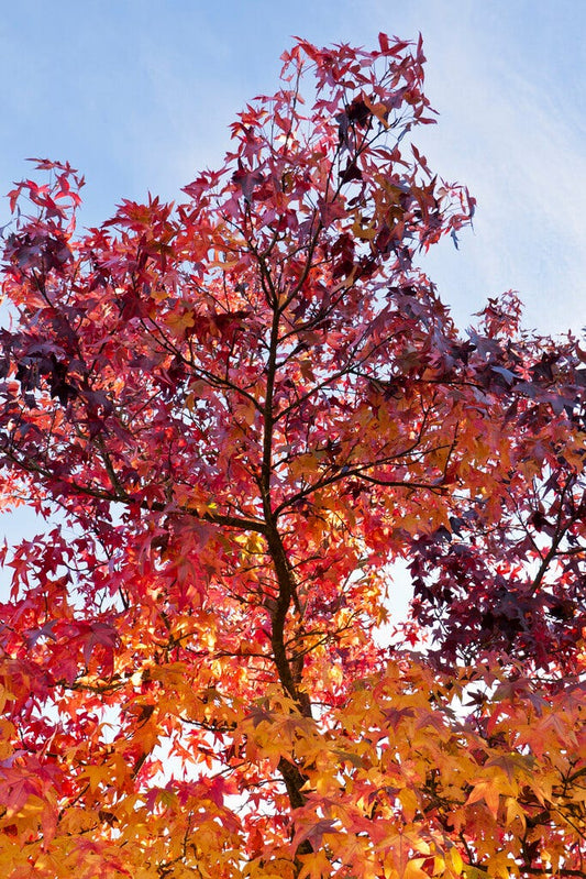  Grote Amberboom (Liquidambar Styraciflua 'Worplesdon')