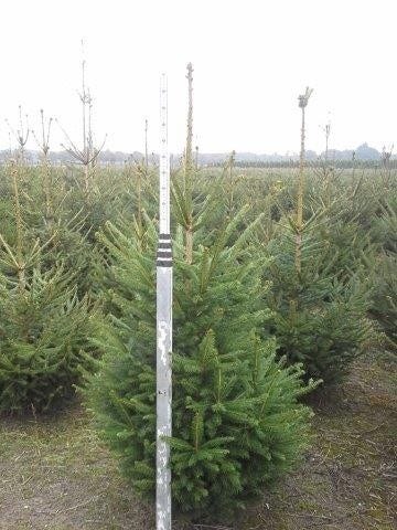  Fijnspar (Picea Abies)