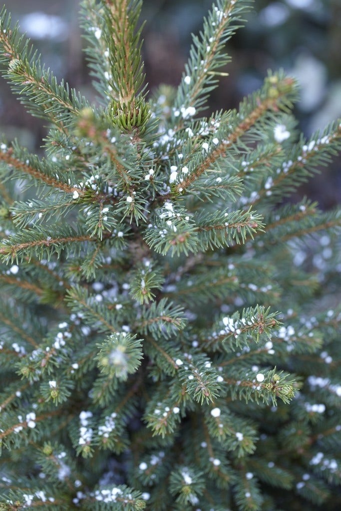  Fijnspar (Picea Abies)