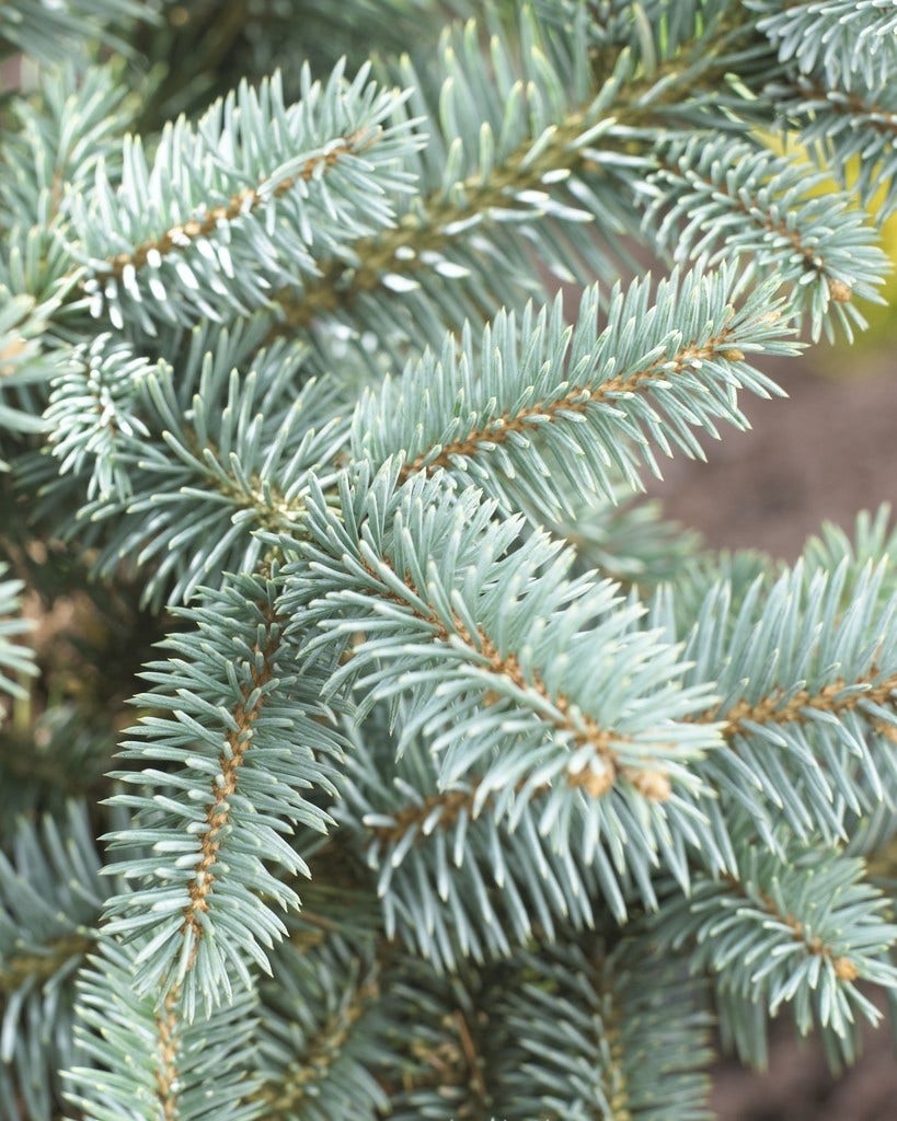  Fijnspar (Picea Abies)