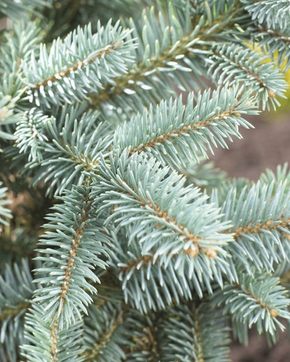  Fijnspar (Picea Abies)
