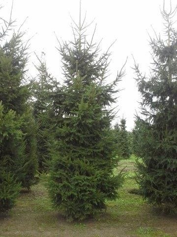  Fijnspar (Picea Abies)