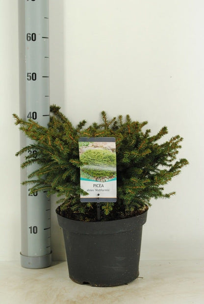  Spar (Picea Abies 'Nidiformis')