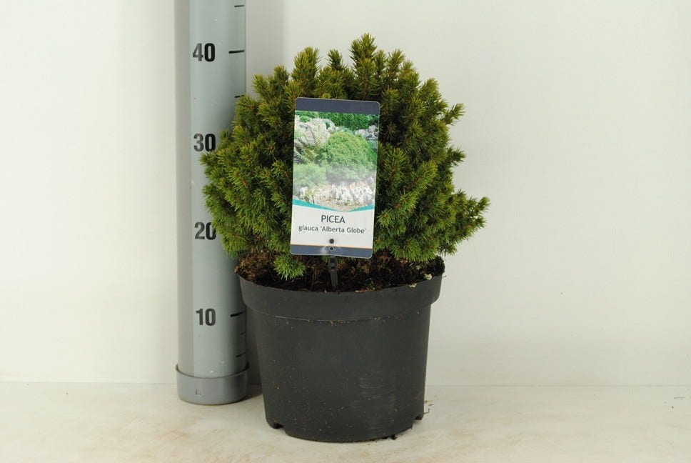  Kogelspar (Picea Glauca 'Alberta Globe')