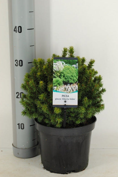  Kogelspar (Picea Glauca 'Alberta Globe')