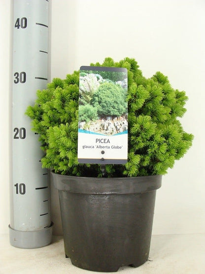  Kogelspar (Picea Glauca 'Alberta Globe')