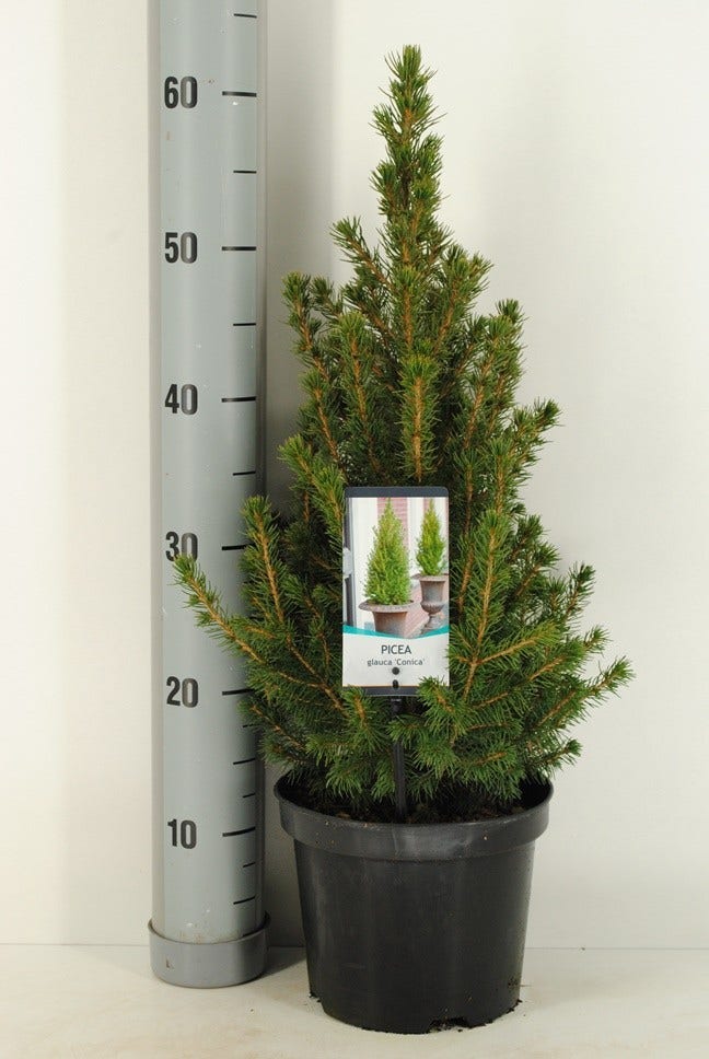  Spar (Picea Glauca 'Conica')