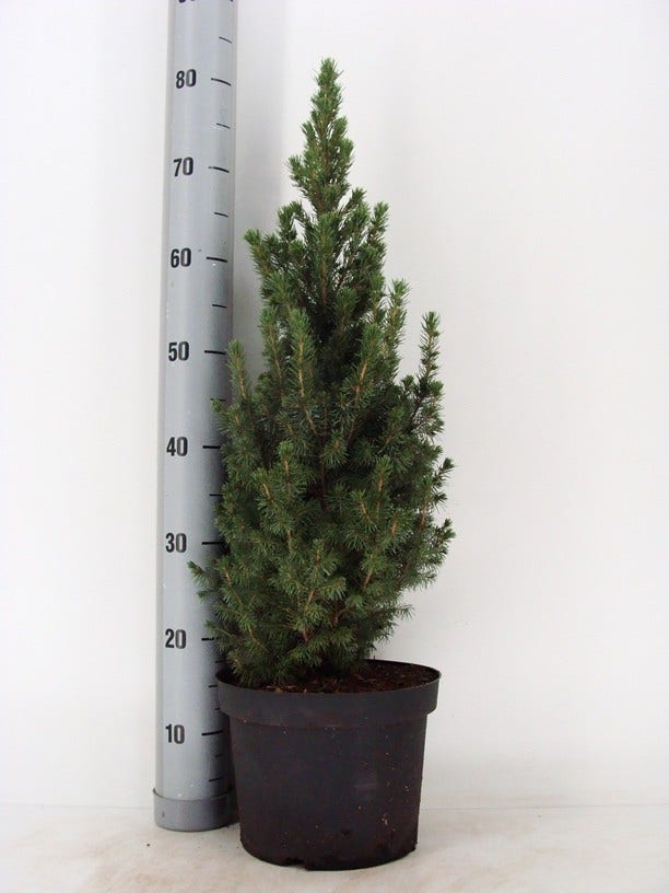  Spar (Picea Glauca 'Conica')