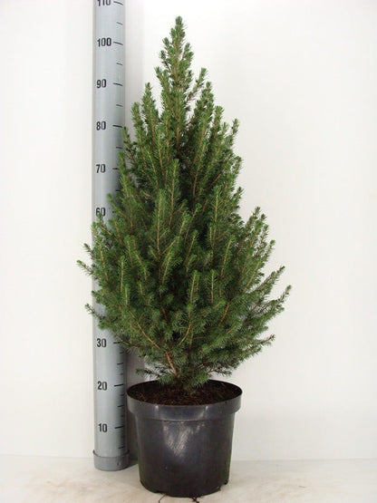  Spar (Picea Glauca 'Conica')