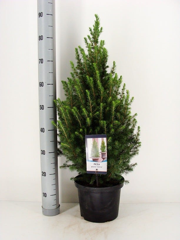 Spar (Picea Glauca 'Conica')