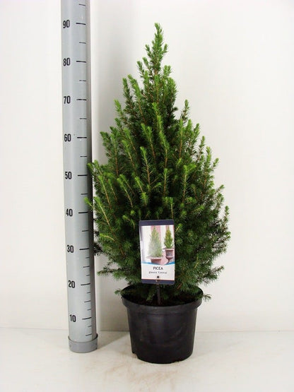  Spar (Picea Glauca 'Conica')