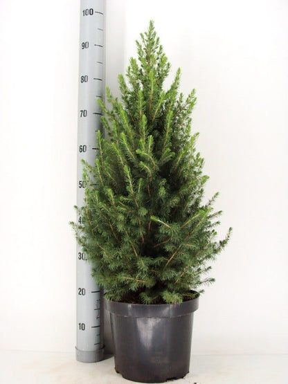  Spar (Picea Glauca 'Conica')