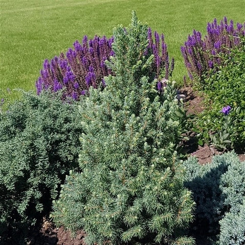  Blauwe Alberta Spar (Picea Glauca Sander's Blue)