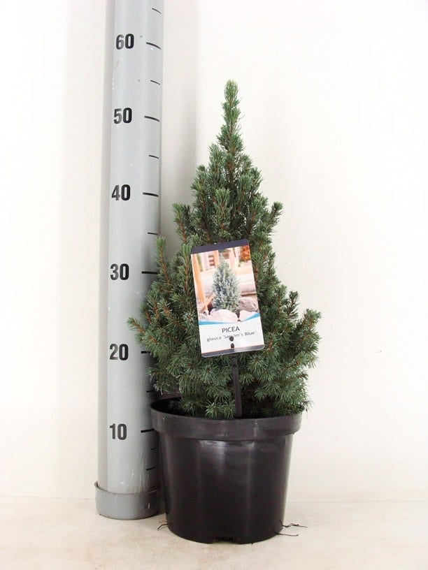  Blauwe Alberta Spar (Picea Glauca Sander's Blue)