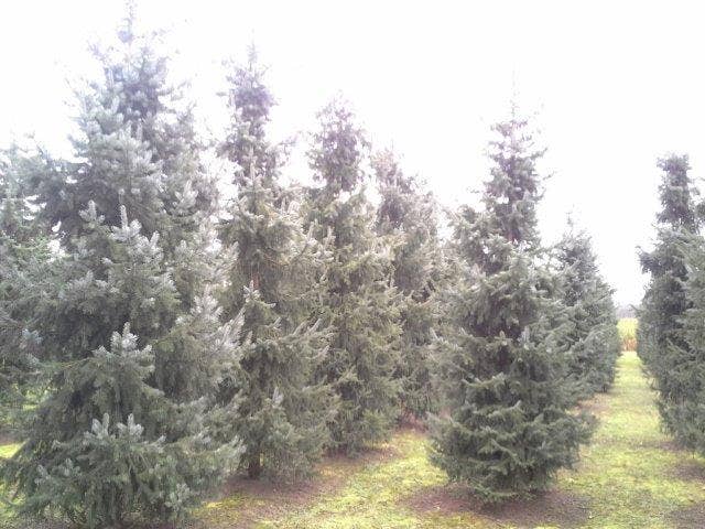 Servische Spar / Omorikaden (Picea Omorika)