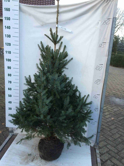  Servische Spar / Omorikaden (Picea Omorika)